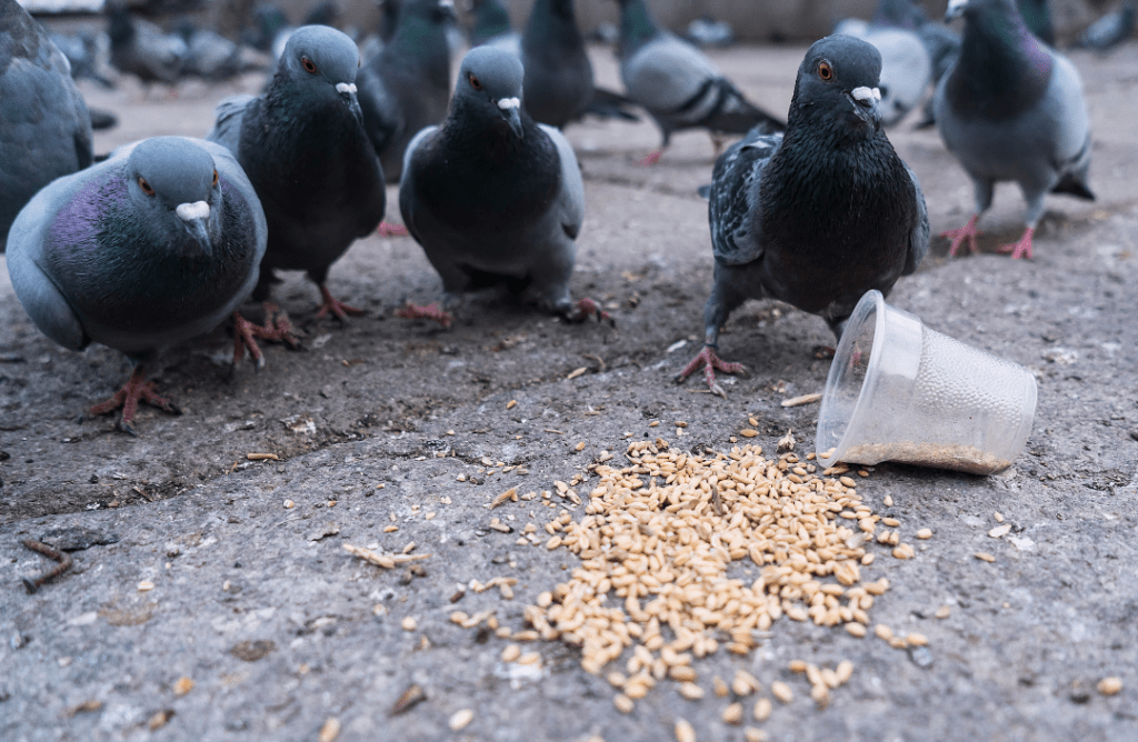 pigeons on the ground by a cup of seeds