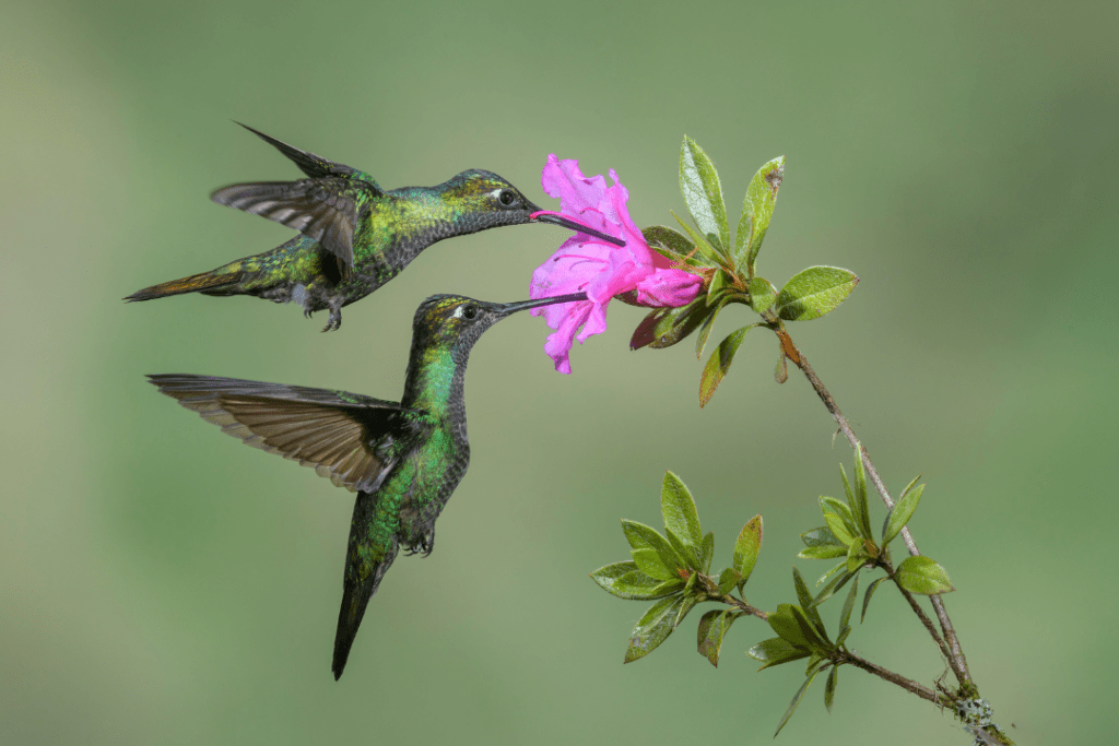two hummingbirds hovering while drinking nectar