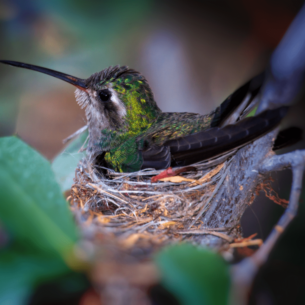 hummingbird sleeping in nest