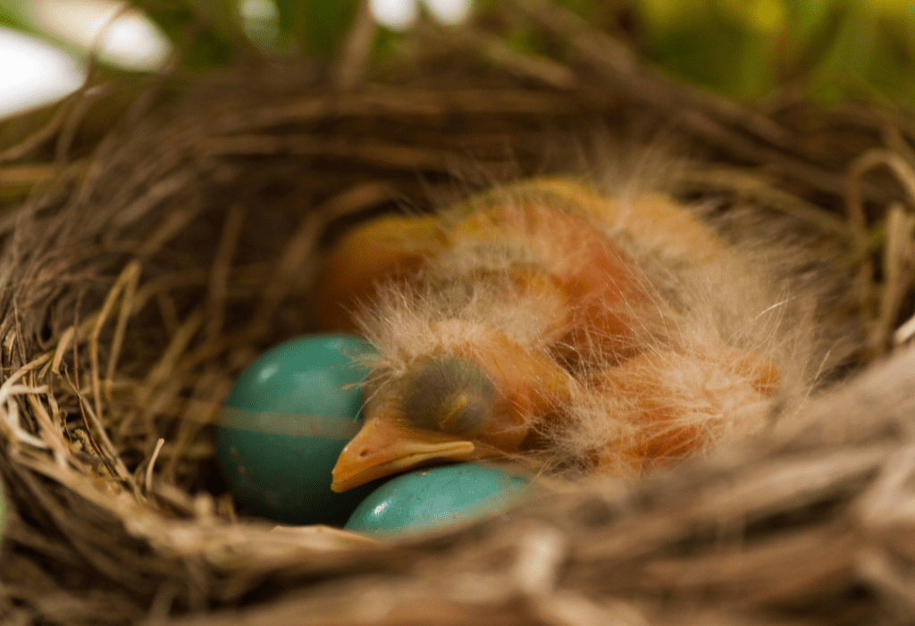 baby robin sleeping in a nest