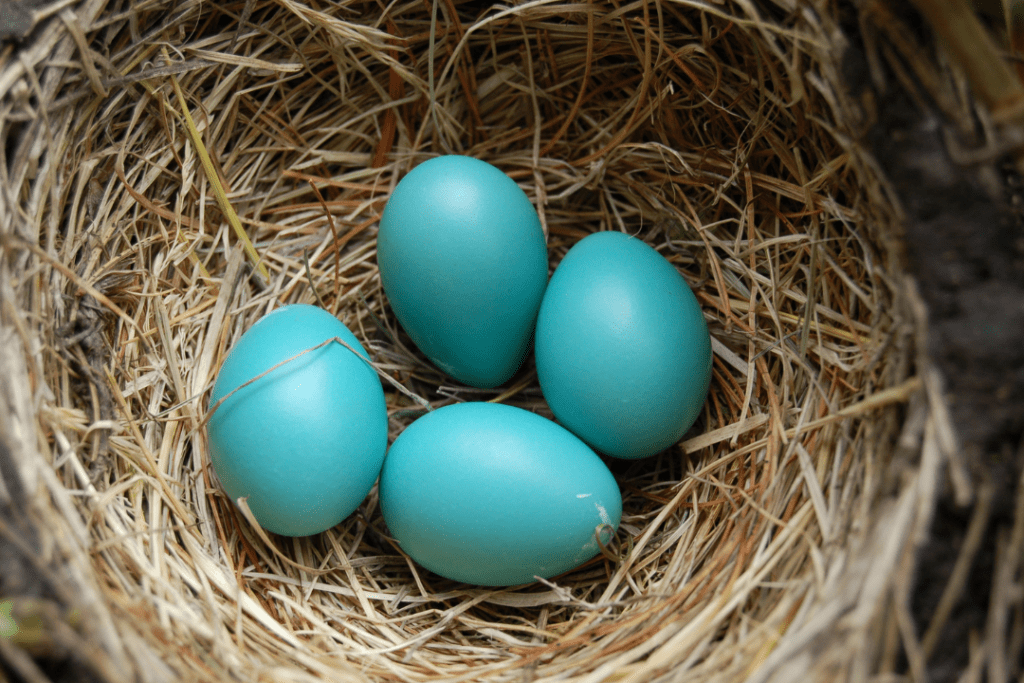 robin eggs in a nest