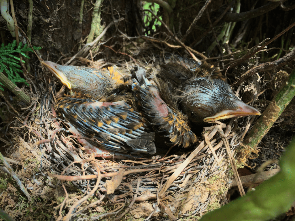 baby fledgling birds sleeping in nest