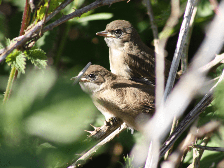 fledgling birds in trees