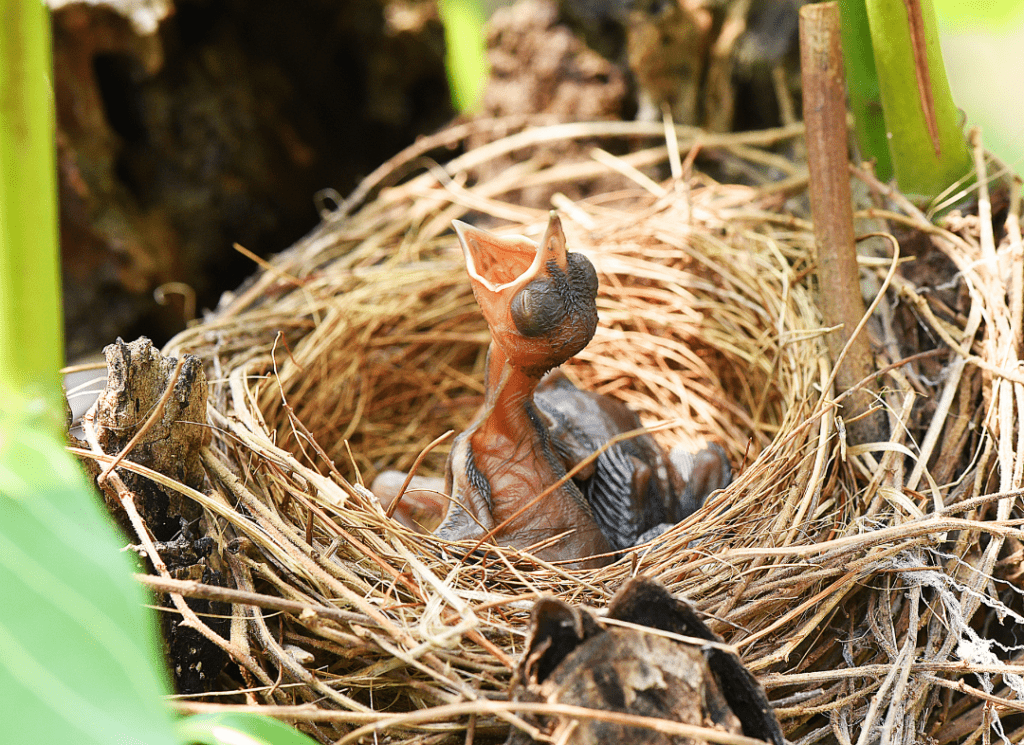 one baby bird looking for food in its nest