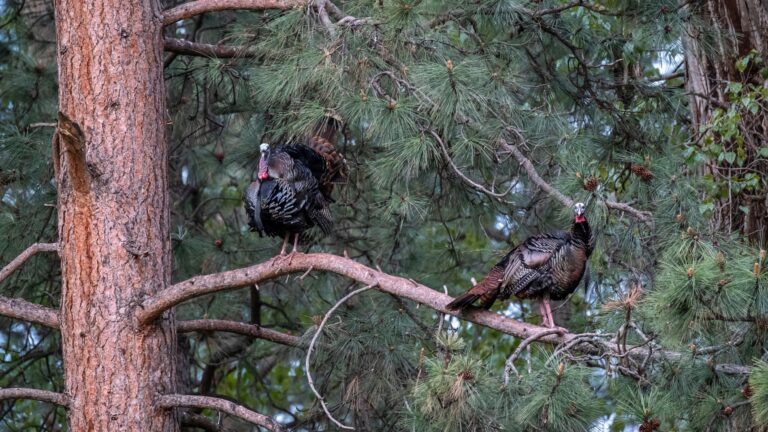 two turkeys roosting in a pine tree