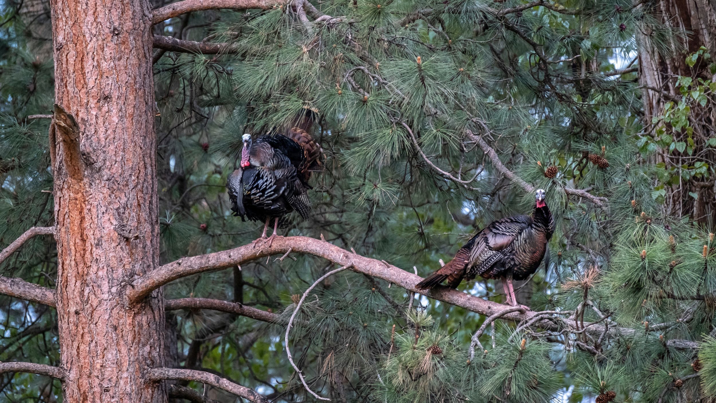 Turkeys On Roost Scaled 1 
