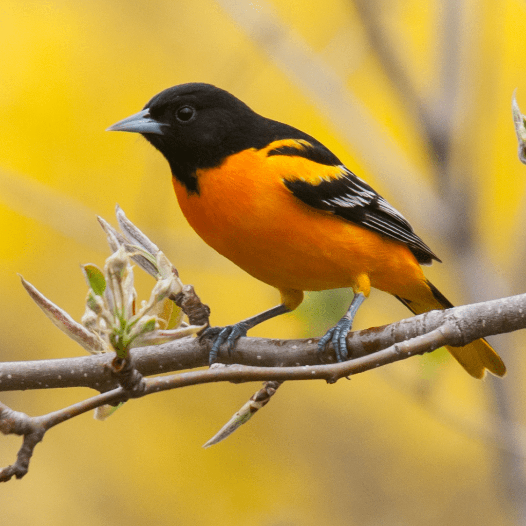 Stunning Orange And Black Birds 22 Species To Discover Happy Birding