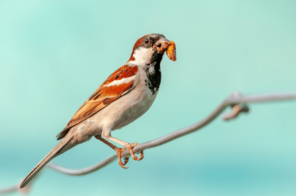 house sparrow sitting on wire eating bug