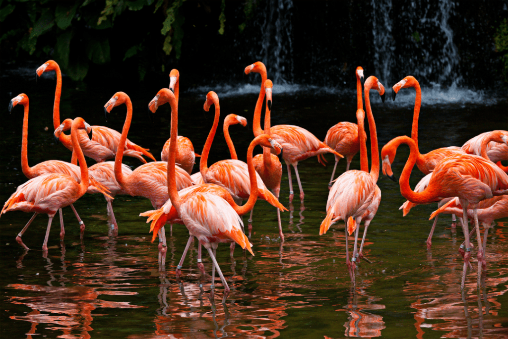 group of american flamingos in a pond with a waterfall