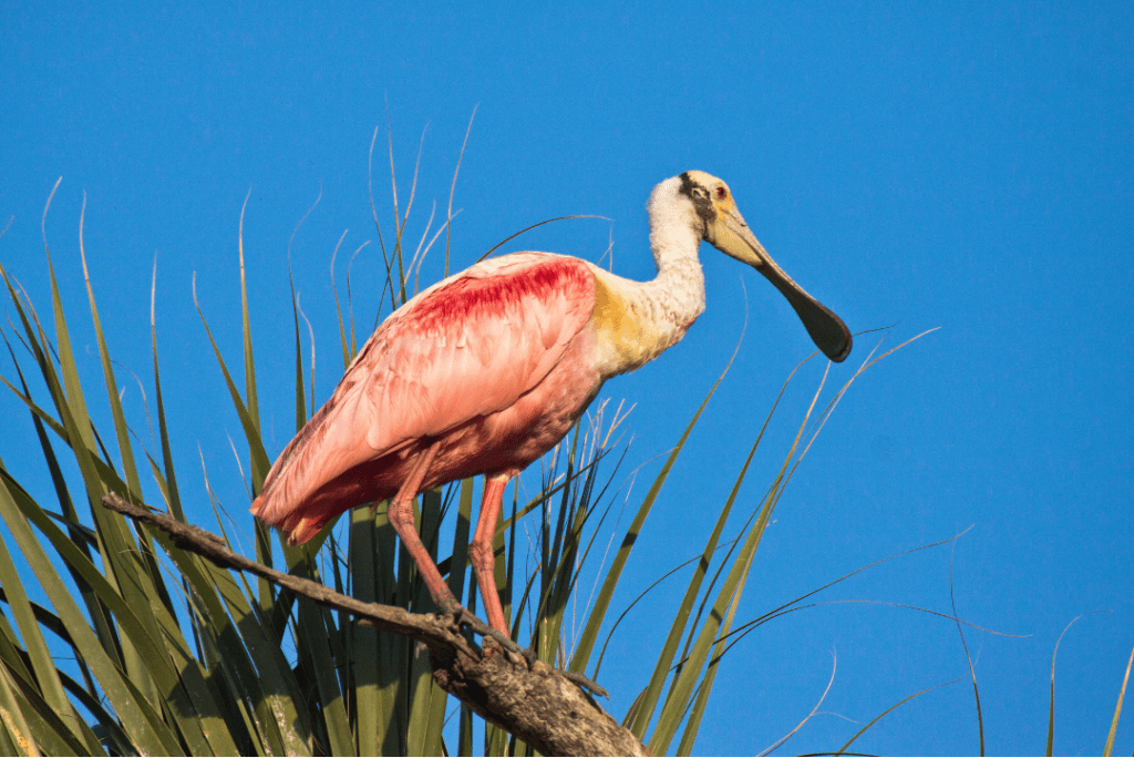Roseate Spoonbill at the top of a tree