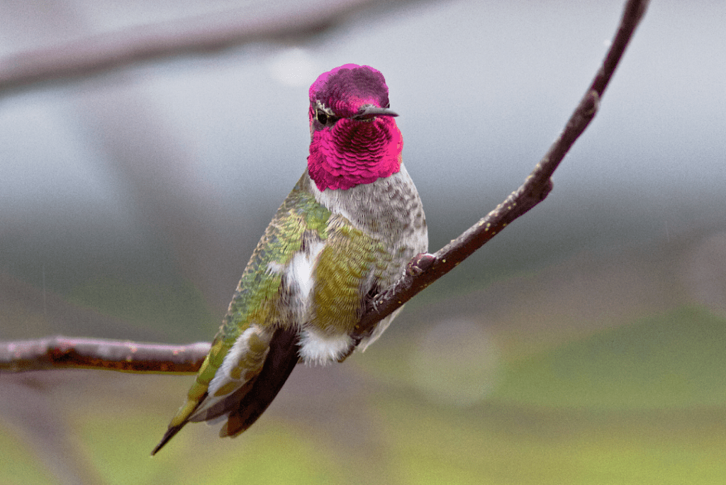 anna's hummingbird sitting on branch