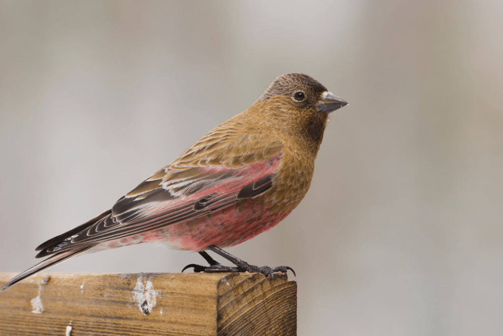 Brown-capped Rosy-Finch sitting on a wooden post