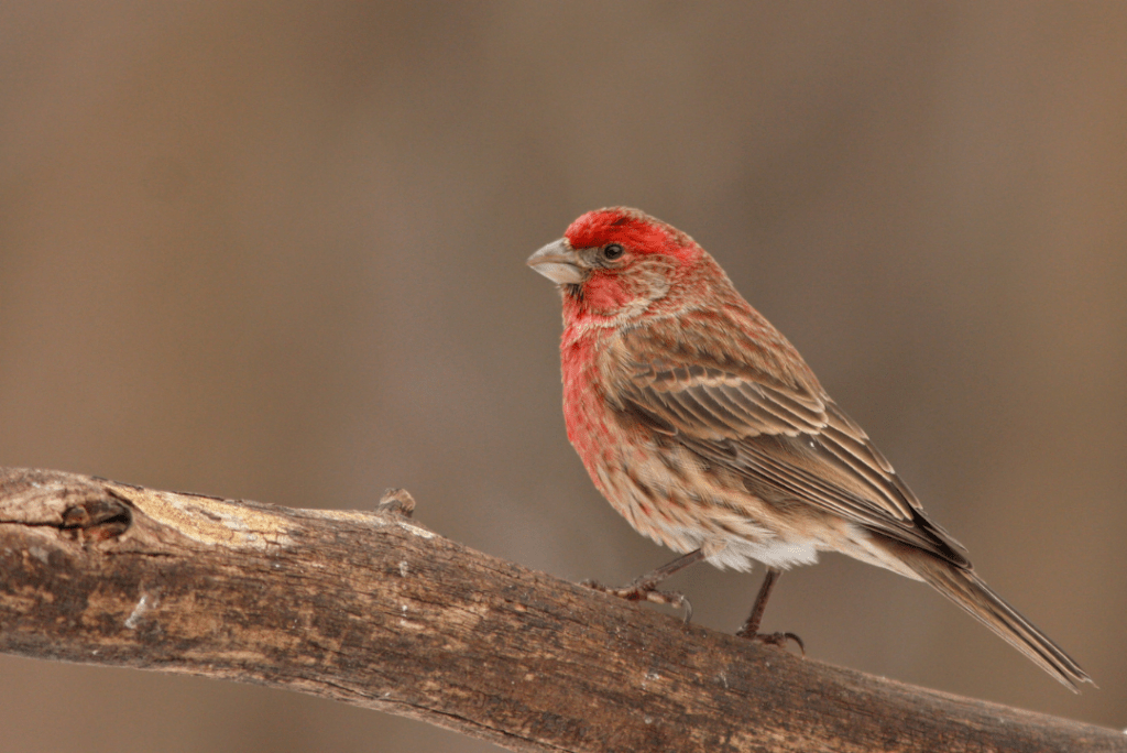 Black Rosy-Finch standing on a branch