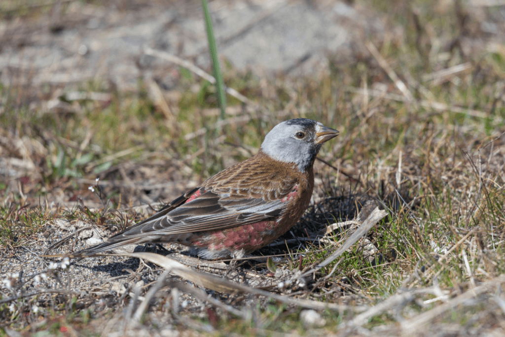 Gray-crowned Rosy-Finch on the ground