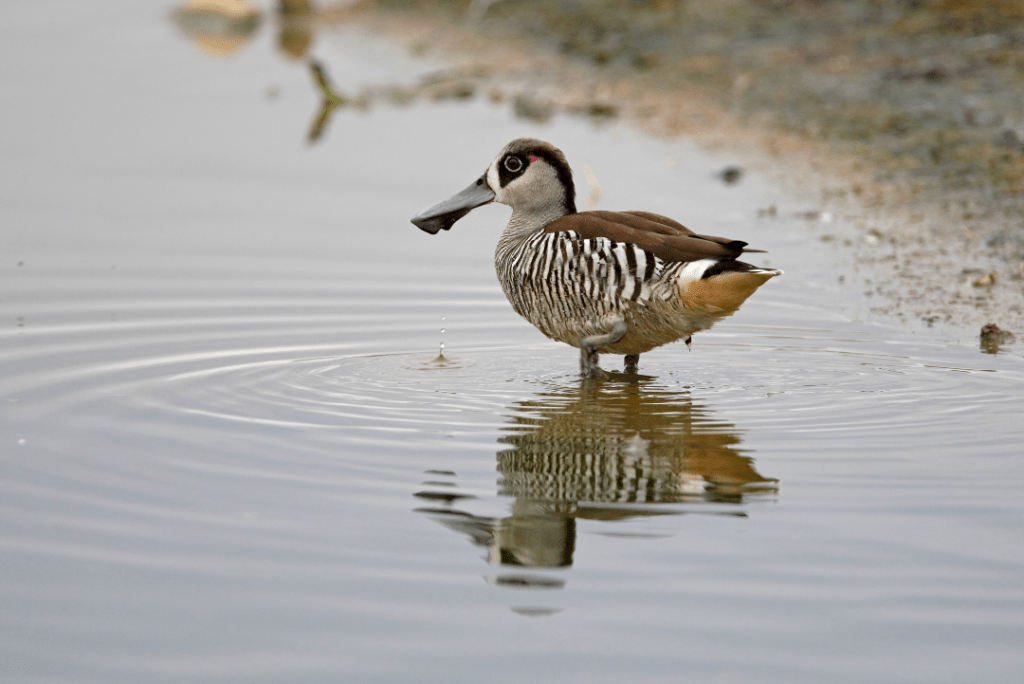 Pink-eared Duck in a pond