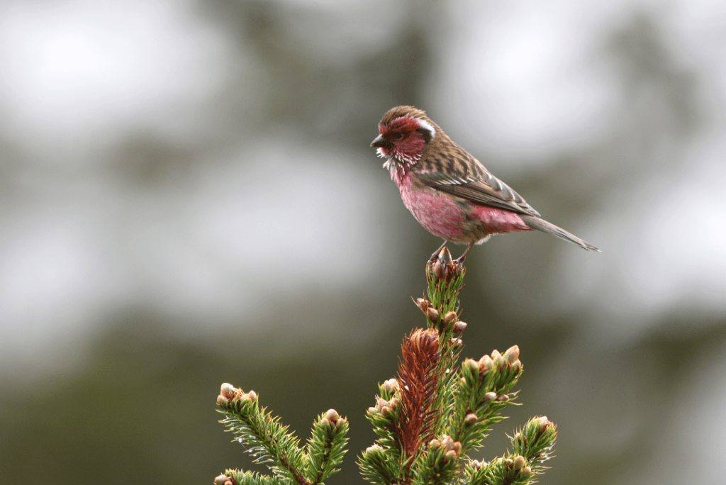 Himalayan White Browed Rosefinch at the top of a pine tree