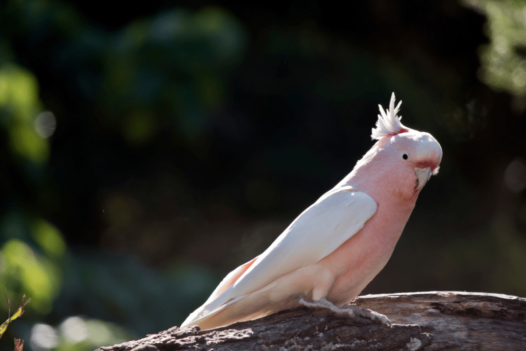 Major Mitchell's Cockatoo on branch