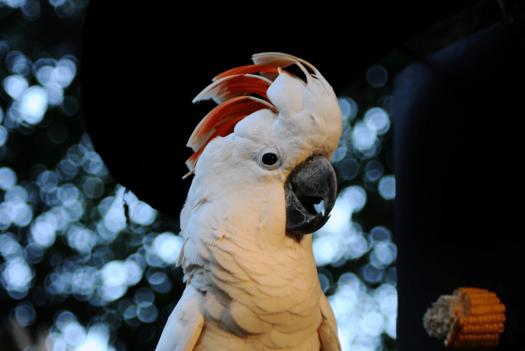 Moluccan Cockatoo with corn