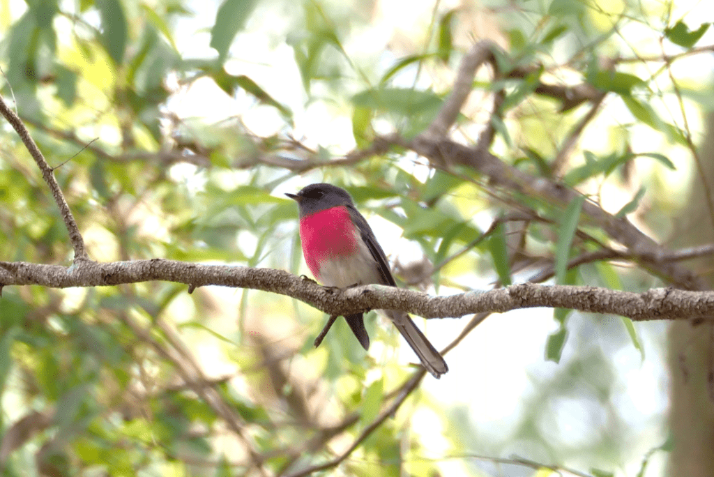 Pink Robin in foliage of trees