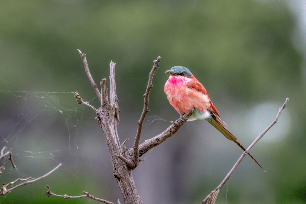 Southern Carmine Bee-eater in a tree