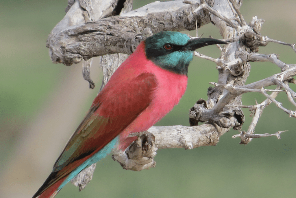 Southern Carmine Bee-eater in a dead tree