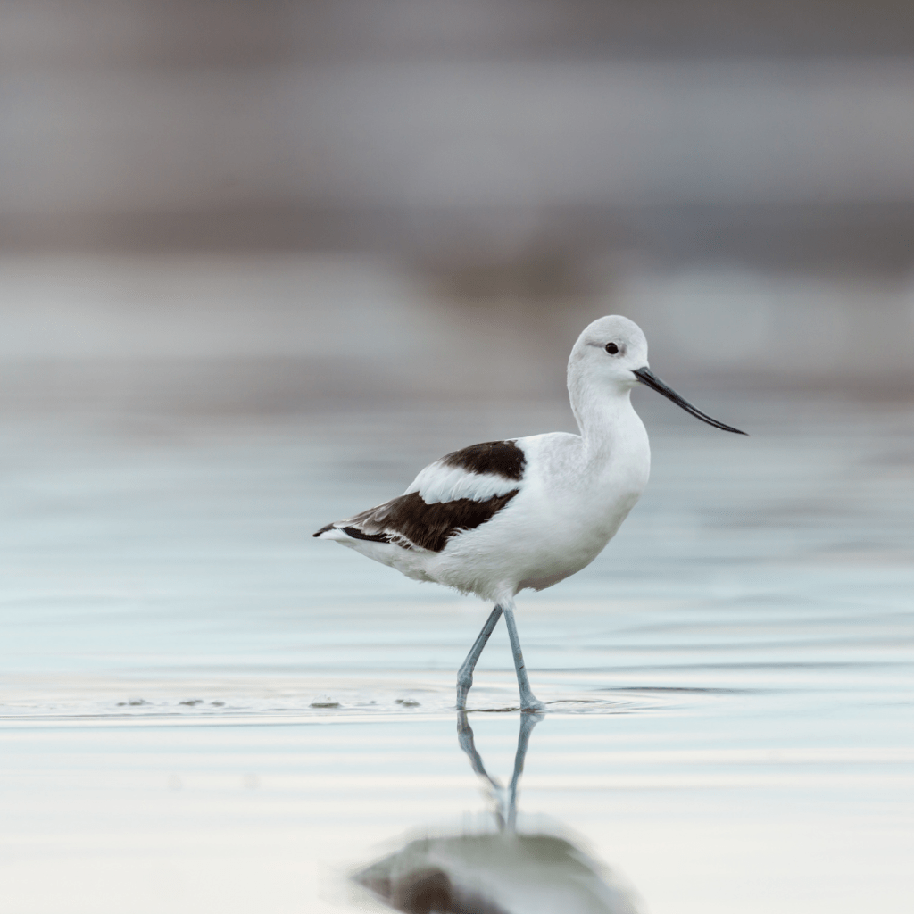 American Avocet standing in water