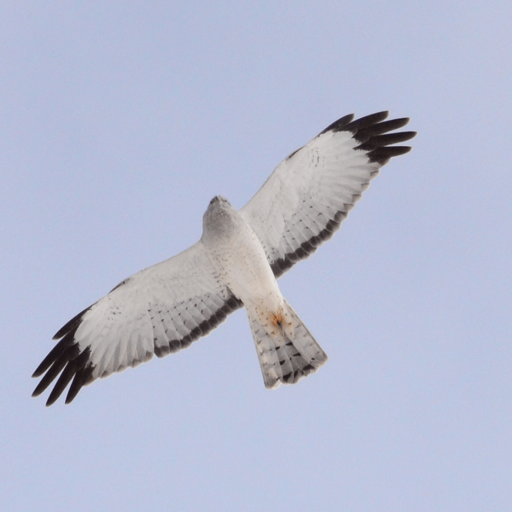 Northern Harrier flying around