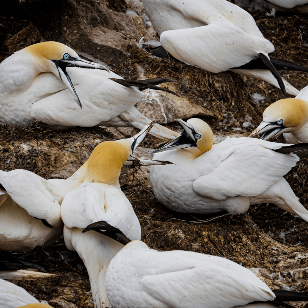 26-beautiful-white-birds-what-bird-did-you-see-happy-birding