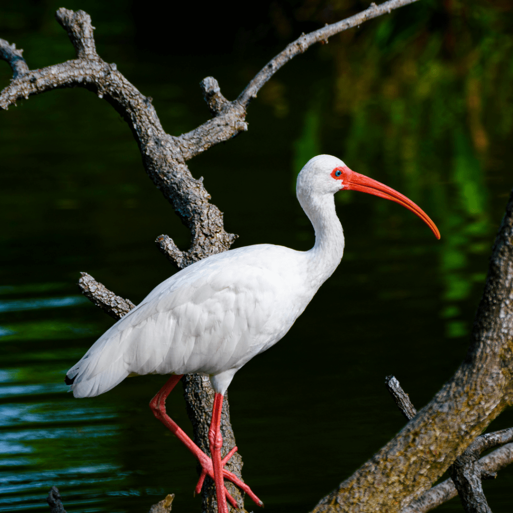 American White Ibis standing on a tree above the water