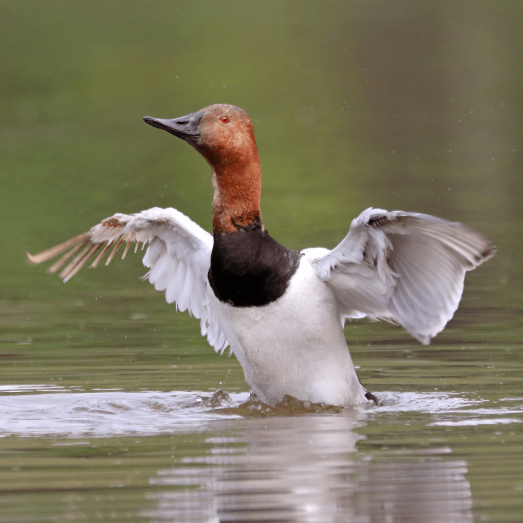 canvasback starting to fly out of the water