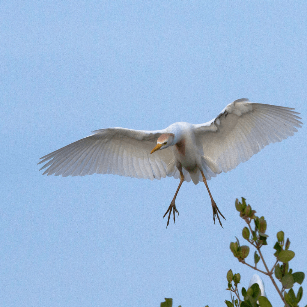 Cattle Egret flying