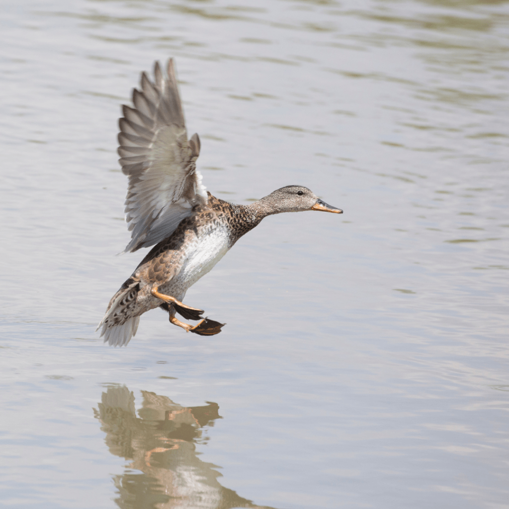 gadwell coming in to land in a pond