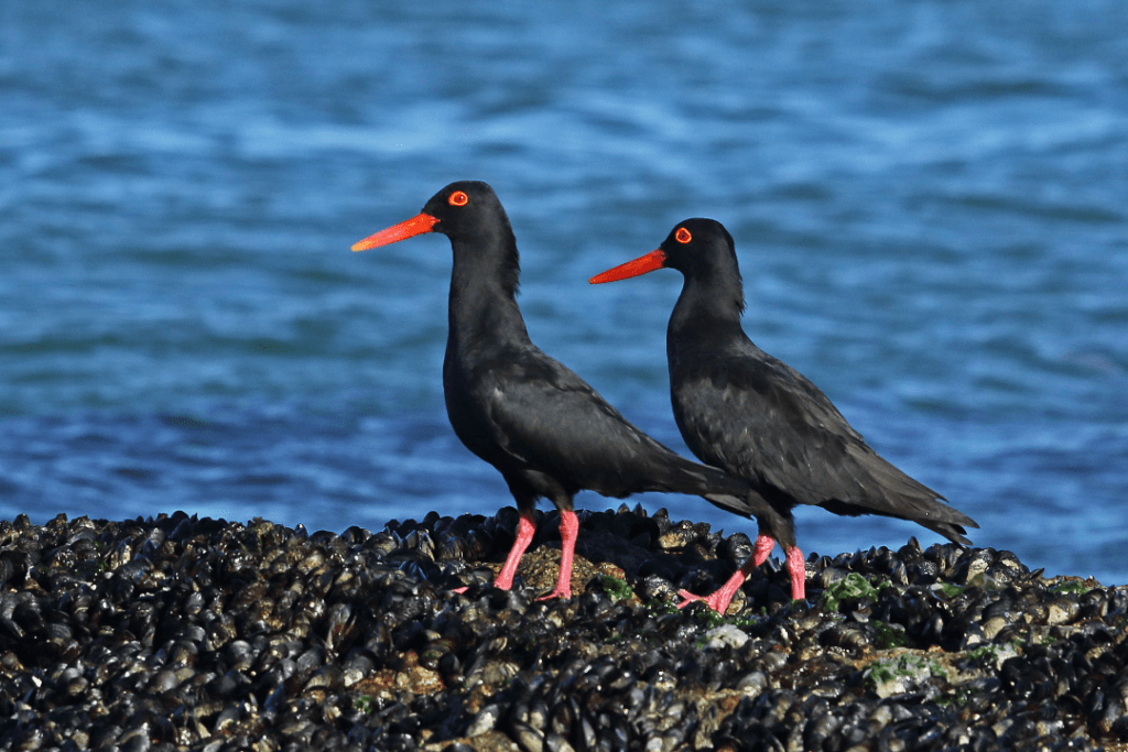 20 Black Birds With Orange Beaks With Photos Happy Birding