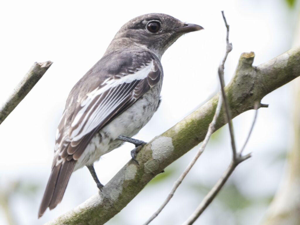 White-winged Cotinga on a branch