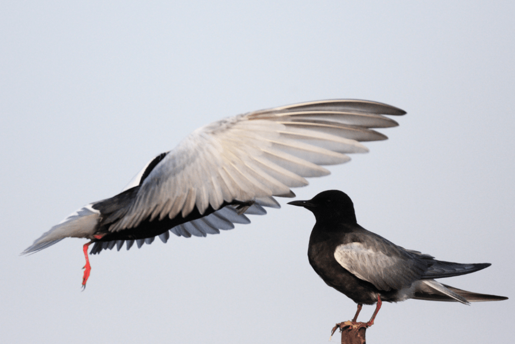 White-winged Black Tern flying and one perched