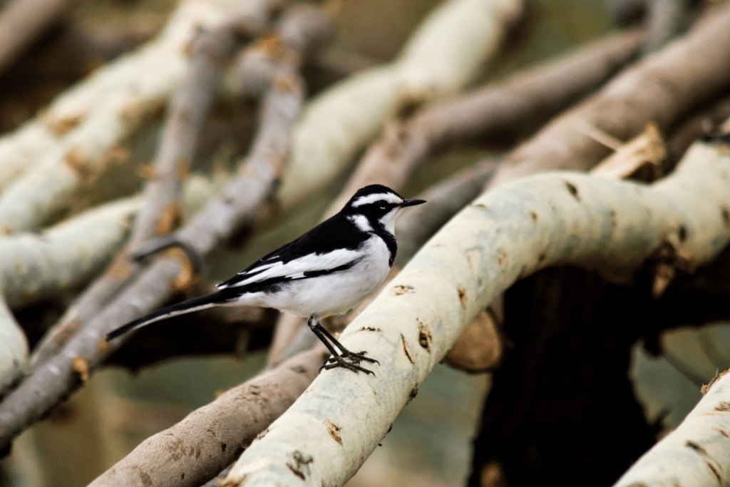 African Pied Wagtail sitting on branches