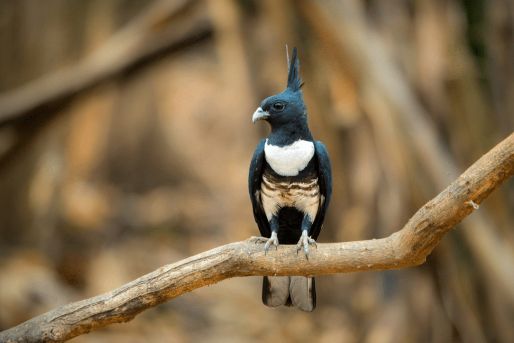 Black Baza sitting on a tree branch