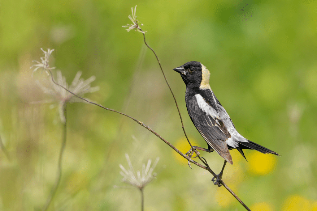 Bobolink perched on a small branch