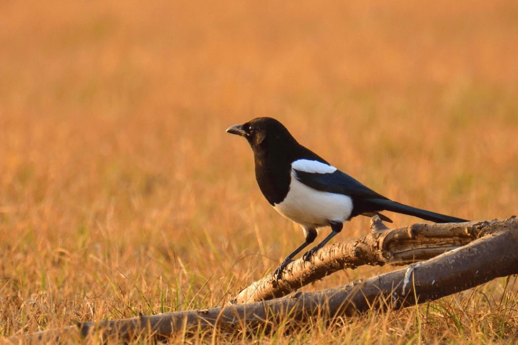 common magpie sitting on a stick in a grass field