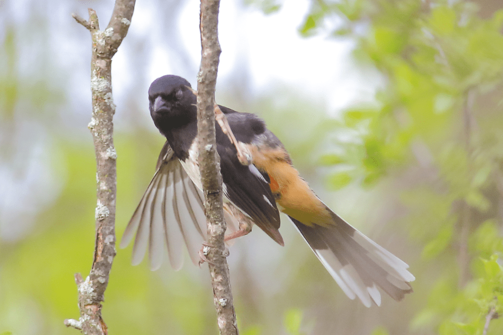 Eastern Towhee on a branch with its wings open