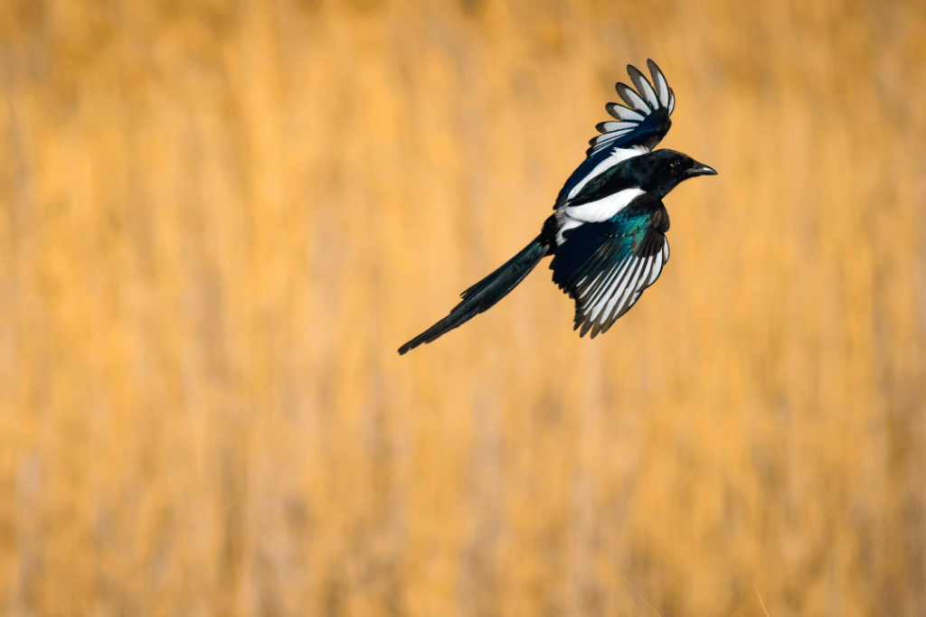 Eurasian Magpie flying