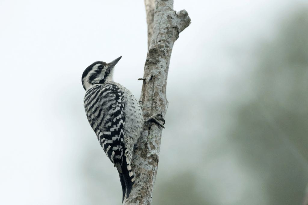 Ladder-backed Woodpecker on a tree branch