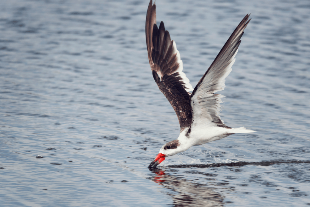 Black Skimmer flying over a lake