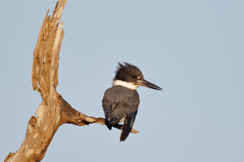 Male Belted Kingfisher perched on a tree