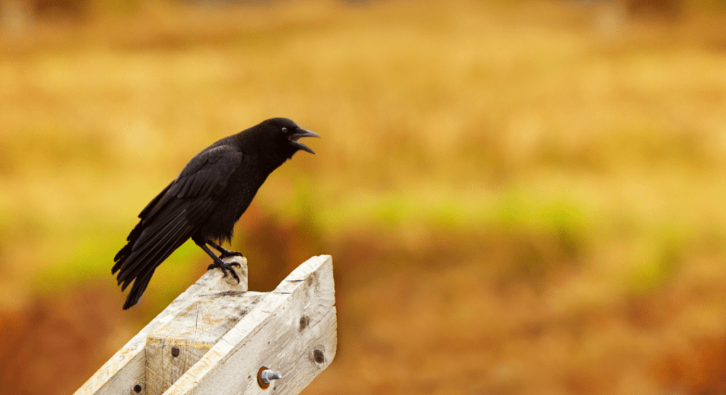 Why Do Crows Caw? Decoding The Caw! - Happy Birding