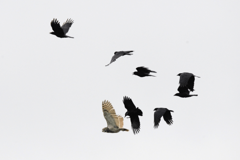 group of crows chasing a hawk