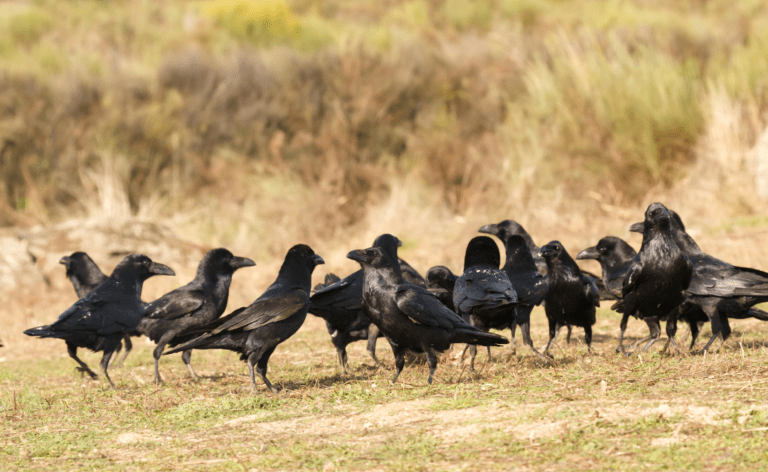 Photo of Group of Crows Gathering