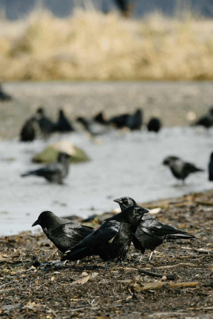 Why Do Crows Gather In Large Numbers? Safety?- Happy Birding