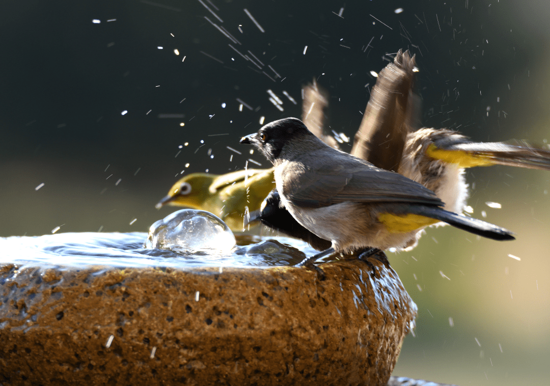 Are Heated Bird Baths Safe? Bird Bath Frequently Asked Questions - HB