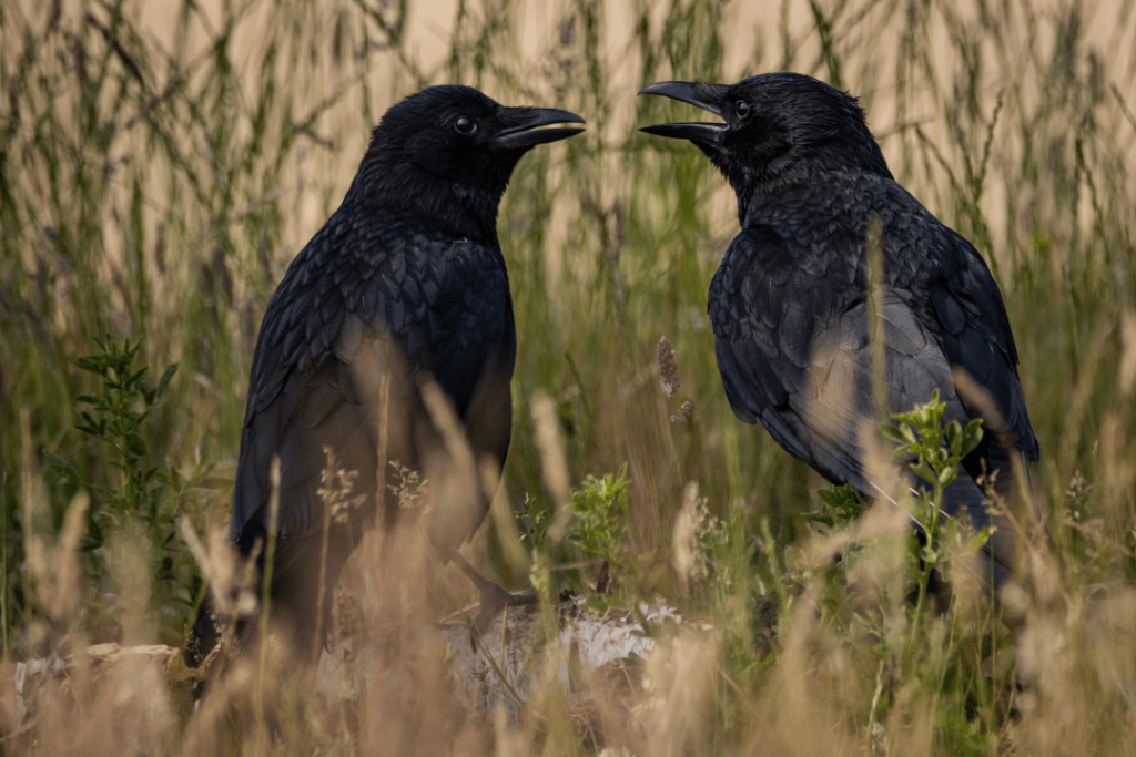 crow pair mating